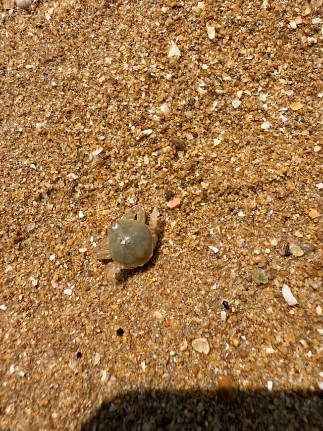 小🦀