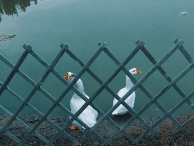 🦢