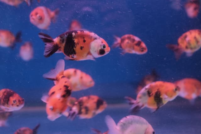 24 9月 23